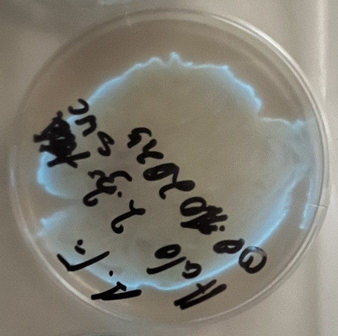 A. fischeri bei indirektem Tageslicht