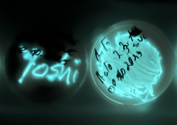 Cultivating A. fischeri